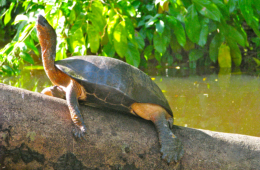 Costa Rica, Tortuguero, Schildkröte