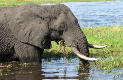 Botswana, Chobe, Elefant