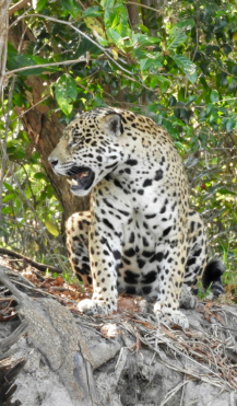 Brasilien, Pantanal, Jaguar